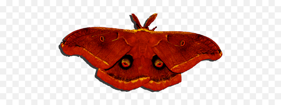 Male Moth Red - Red Moth Png,Moth Png