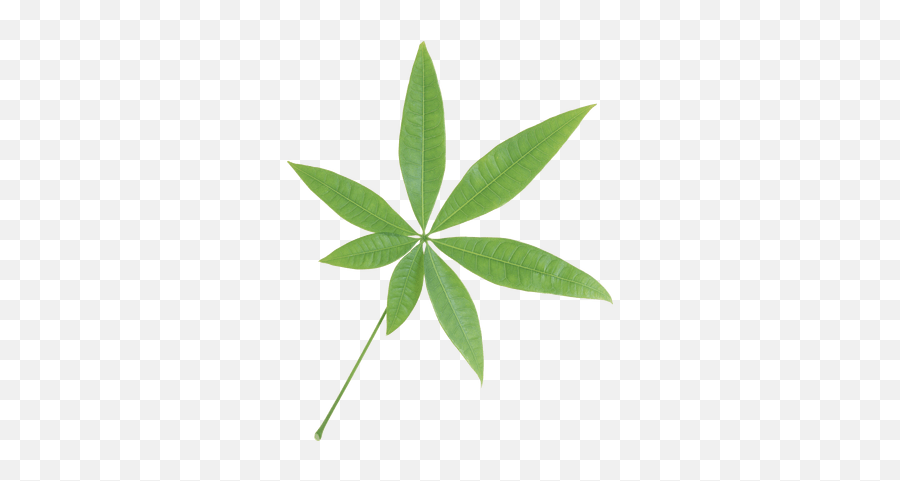 Isolated Star Green Leaf Transparent Png - Stickpng Plants With Seven Leaves,Leaves Transparent Background