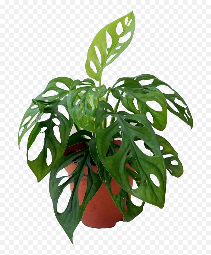 Cheese Plant Monstera - Monestra Plant Png,Monstera Leaf Png