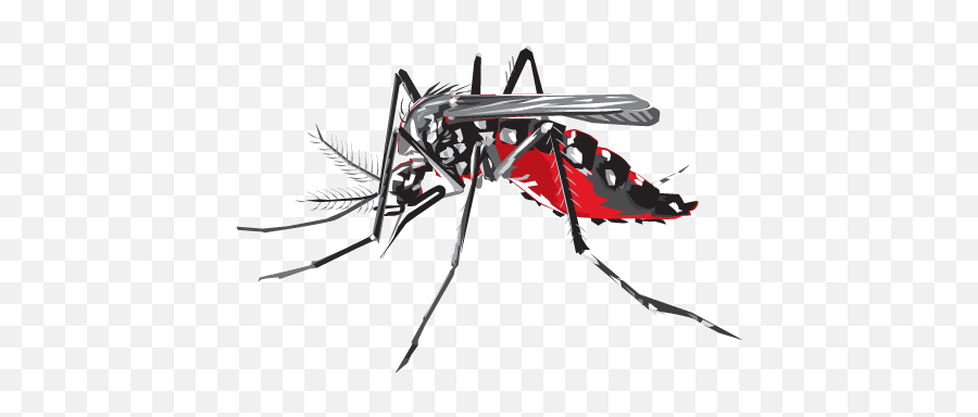 Download Hd 60 Kb Png - Dengue Mosquito Image Png Dengue In Sri Lanka,Mosquito Transparent Background