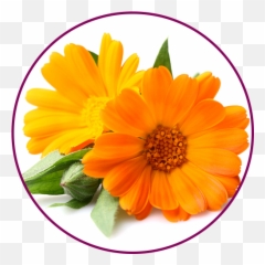 Femisan A - Calendula Soap Png,Marigold Png