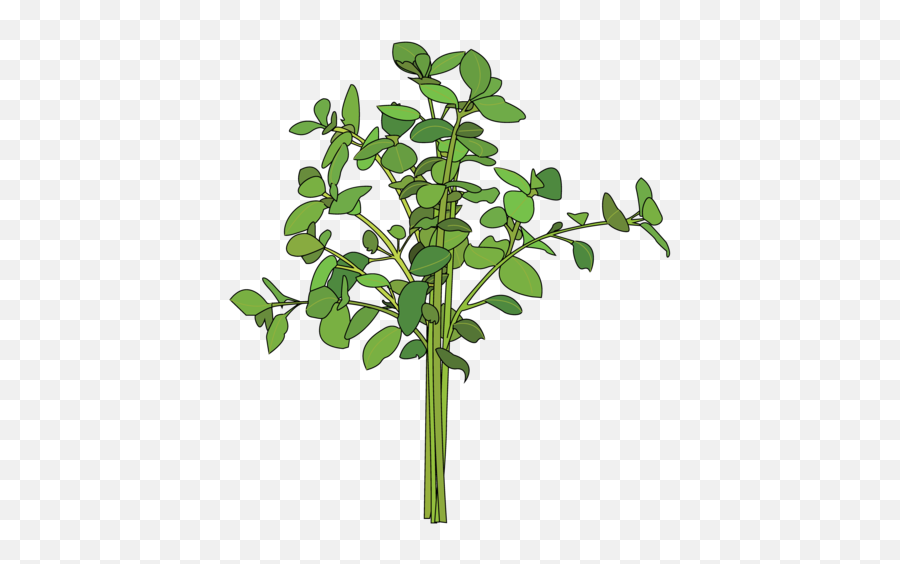 Oregano Lifespace Gardens - Tree Png,Oregano Png