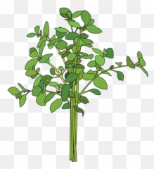Oregano Lifespace Gardens - Tree Png,Oregano Png