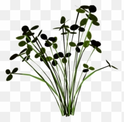 Grass Groundcover Scenery Terrieasterly - Buttercup png