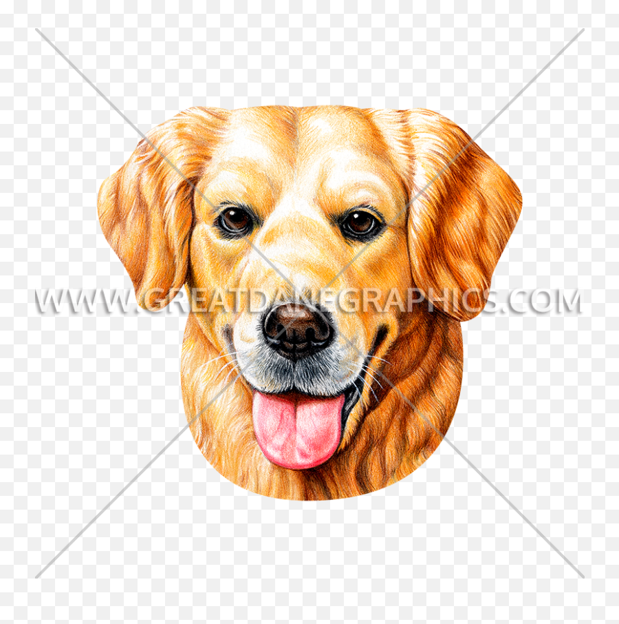 Golden Retriever Face - Hunde Autoaufkleber Golden Retriever Png,Golden Retriever Png