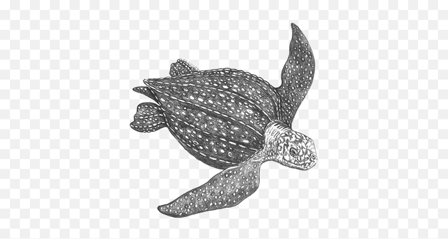 Leatherback - Leatherback Sea Turtle Black And White Png,Sea Turtle Png