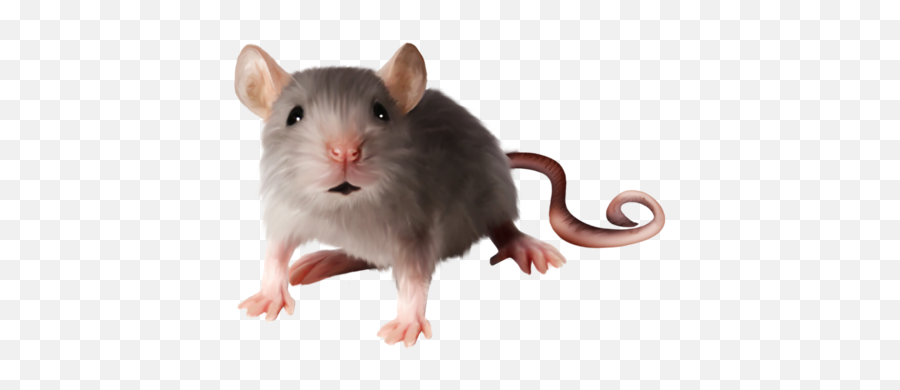 Rat Mouse High Quality Png Web Icons - Size Difference Between A Rat And A Mouse,Rat Transparent