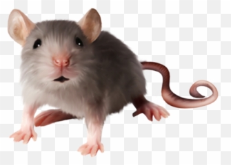 Rat Mouse High Quality Png Web Icons - Size Difference Between A And