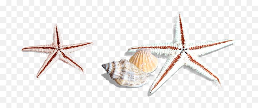 Starfish Png Images - Estrellas De Mar Caracoles Png,Starfish Png
