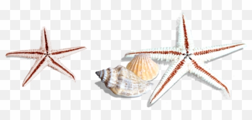 Starfish Png Images - Estrellas De Mar Caracoles Png,Starfish Png