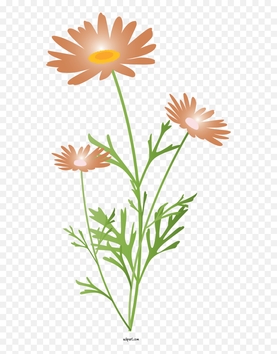 Flowers Flower Chamomile Plant For - Lovely Png,Transparent Flowers