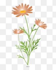 Flowers Flower Chamomile Plant For - Lovely Png,Transparent Flowers