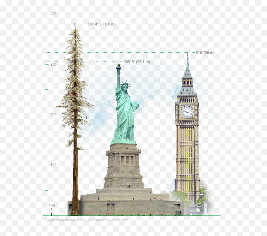 The Tallest Tree In World Hyperion 1156 Meters379u2032 4 - Statue Of Liberty Png,Redwood Tree Png