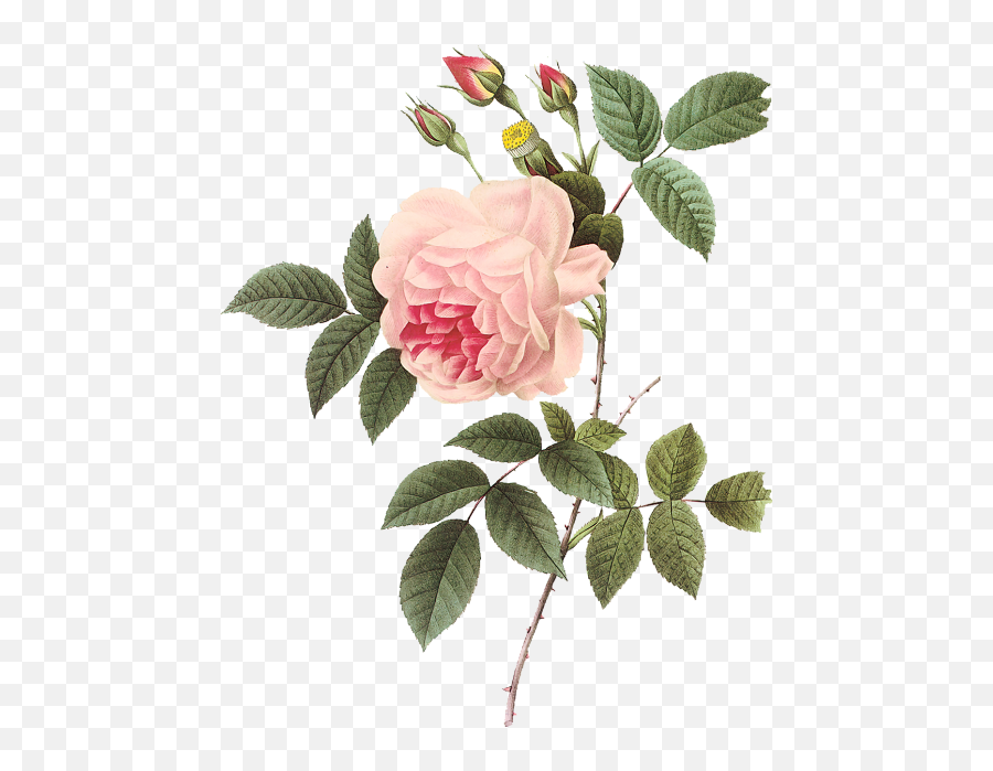 Cocoa Rose - Botanical Flower Illustration Transparent Png,Vintage Roses Png