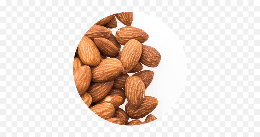 Vitamin E Acetate - Atache Fresh Png,Almonds Icon