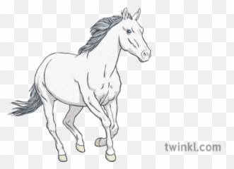 White Horse Illustration - Twinkl Stallion Png,White Horse Png