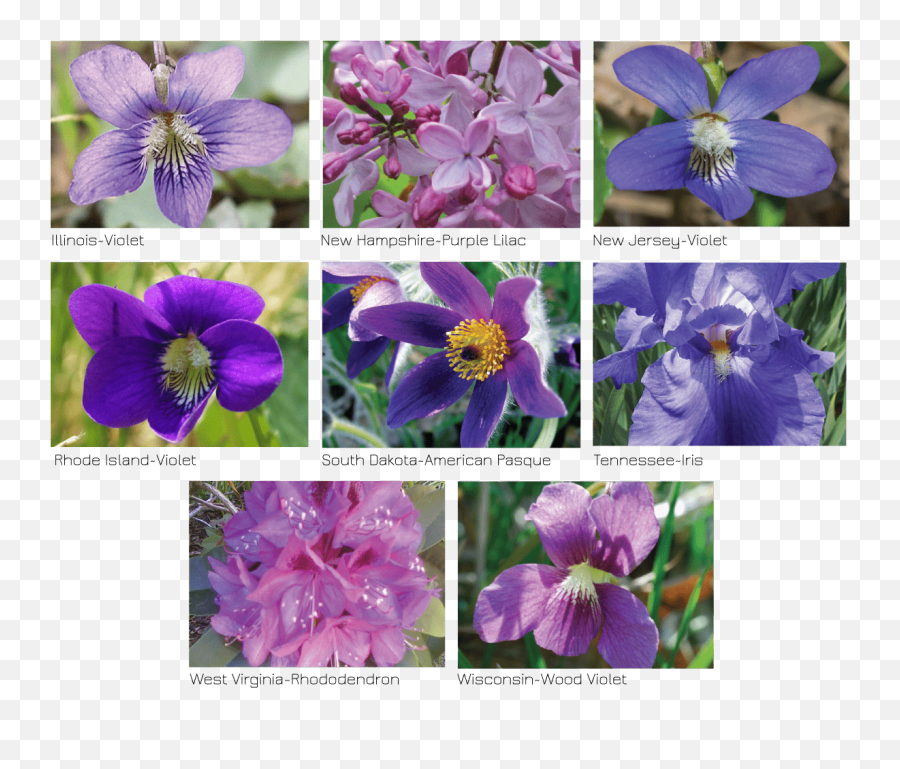 State Flower Project Celebrates How We Share Similar Roots - Columbine Png,Iris Flower Icon