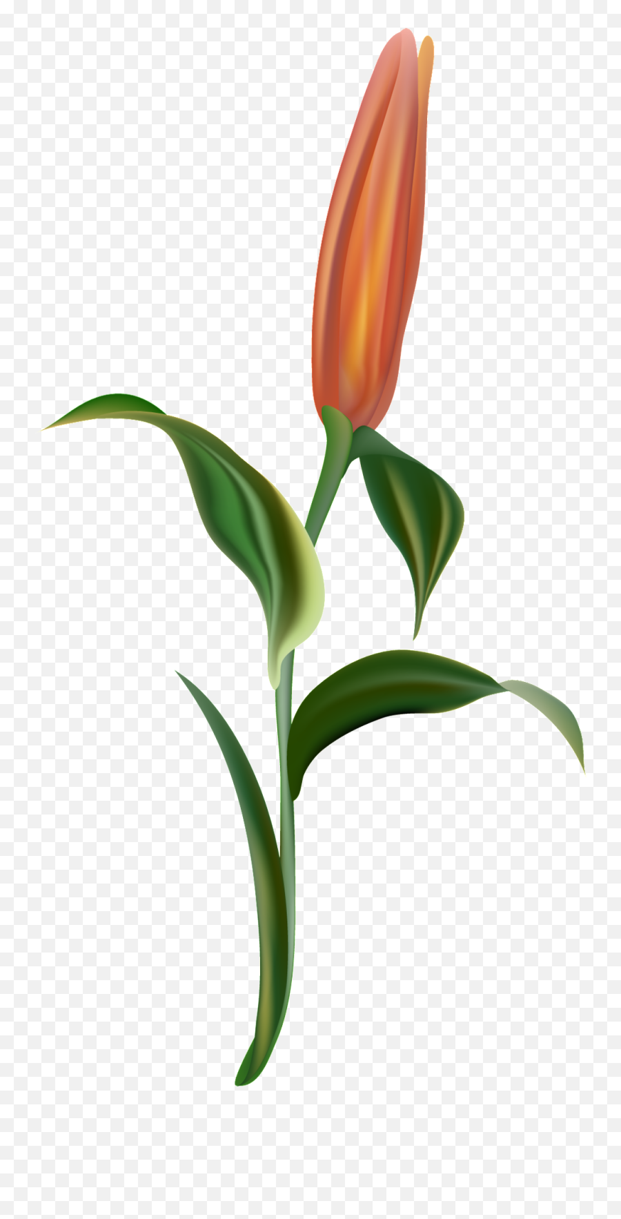 Orange Light Flower Branch Transparent Decorative - Lady Lady Tulip Png,Tulip Transparent