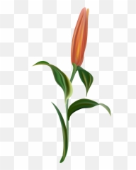 Orange Light Flower Branch Transparent Decorative - Lady Lady Tulip Png,Tulip Transparent