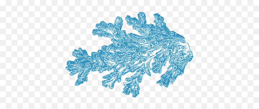 Download Free Png 15 Coral For - Coral Png,Coral Png