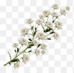 Deer Png - Flowewr White Color