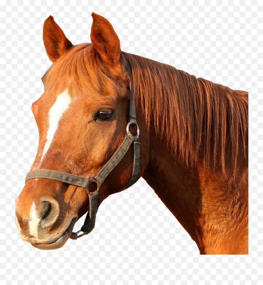 Horse Bridle Horses Head Png Image - Horse Head Png,Animal Head Png