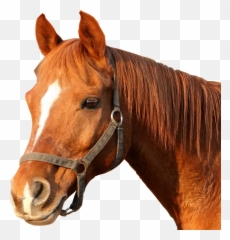 Horse Bridle Horses Head Png Image