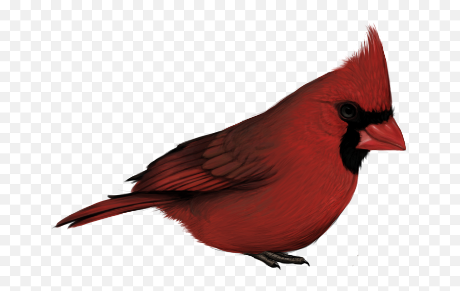 Png Free Cardinal - Cardinal Bird With No Background,Cardinal Png