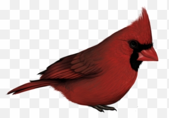 Png Free Cardinal - Bird With No Background