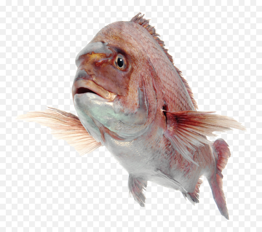 Download Free Png Fish - Dlpngcom Red Snapper Transparent Background,Transparent Fish