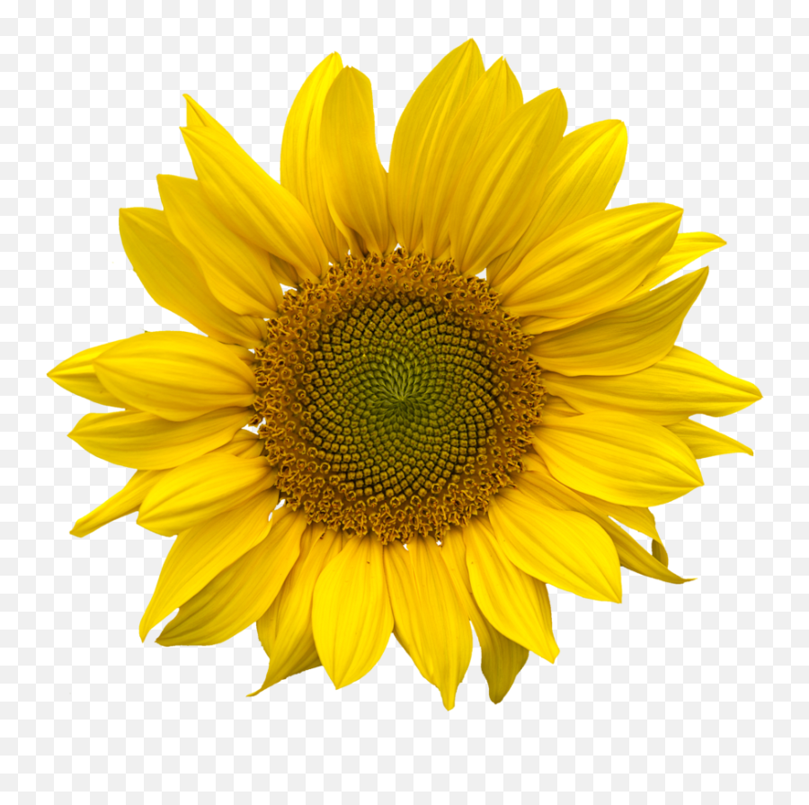 Sunflower Png Transparent 2 Image - Transparent Clear Background Sunflower Png,Transparent Sunflower