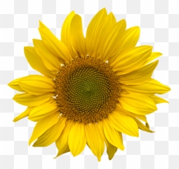 Sunflower Png Transparent 2 Image - Clear Background