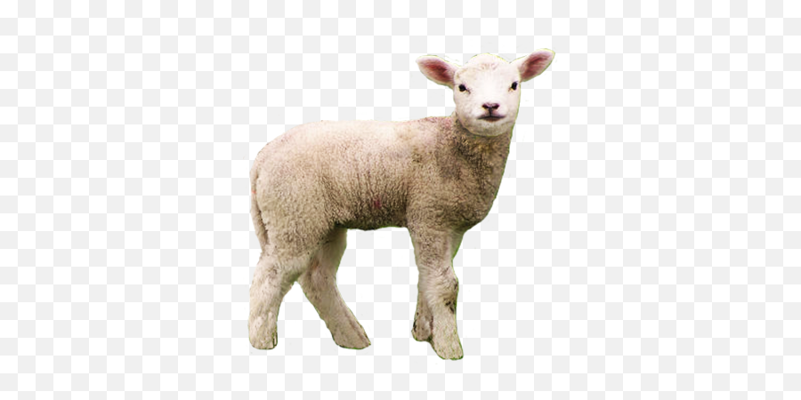 Free Transparent Animal Cliparts - Lamb Of God Who Takes Away The Sins Of Png,Animals Transparent Background