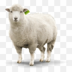 Konvit Akvet - Animal Food Supplements Sheep Png,Sheep Png