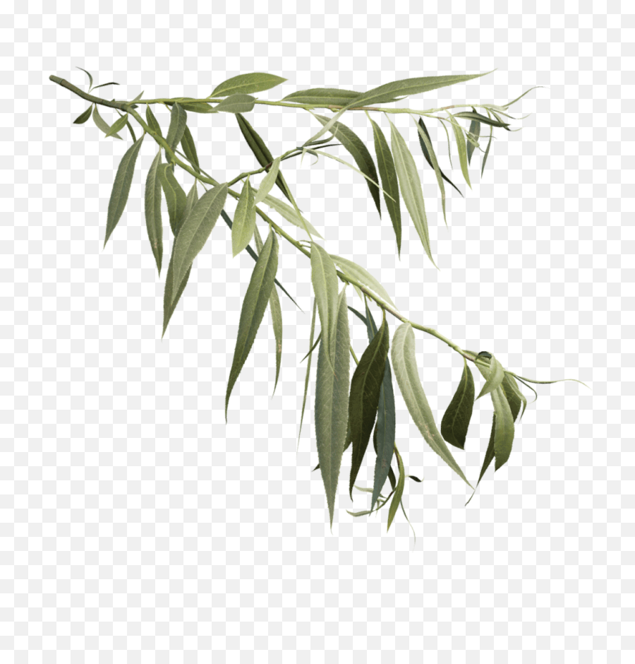 Download White Willow - Weeping Willow Branch Drawing Png,Weeping Willow Png
