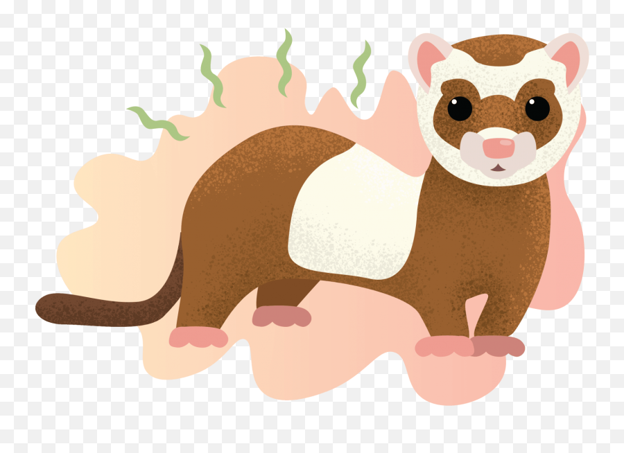Why Do Ferrets Smell Learn How You Can Get Rid Of Their - Ferrets Illustration Png,Ferret Png