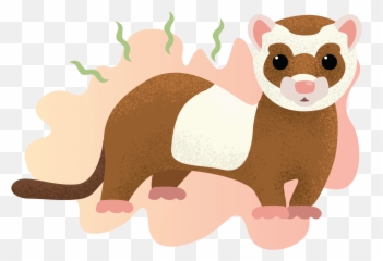 Why Do Ferrets Smell Learn How You Can Get Rid Of Their - Ferrets Illustration Png,Ferret Png