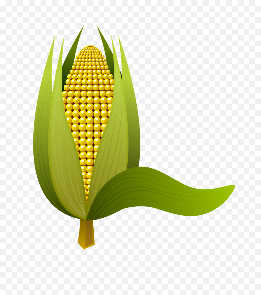 Corn Tenon Cob - Free Image On Pixabay Epis De Maïs Png,Corn Cob Png