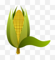 Corn Tenon Cob - Free Image On Pixabay Epis De Maïs Png,Corn Cob Png