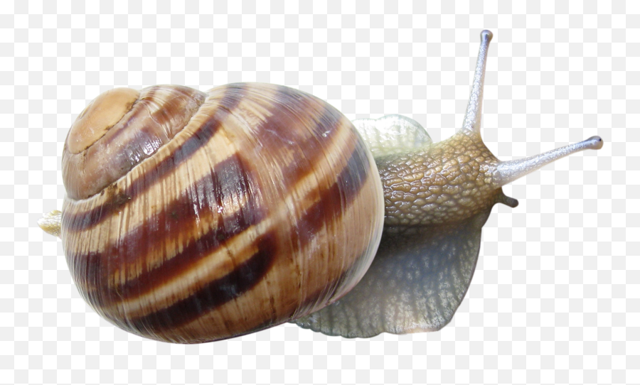 Snail Png - Snails Png,Snail Png
