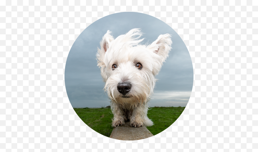 San Francisco Bay Area Dog Photography - West Highland White Terrier Png,Doggo Png