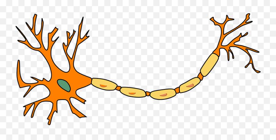 Neuron Png 7 Image - Nerve Cell Transparent Background,Neuron Png