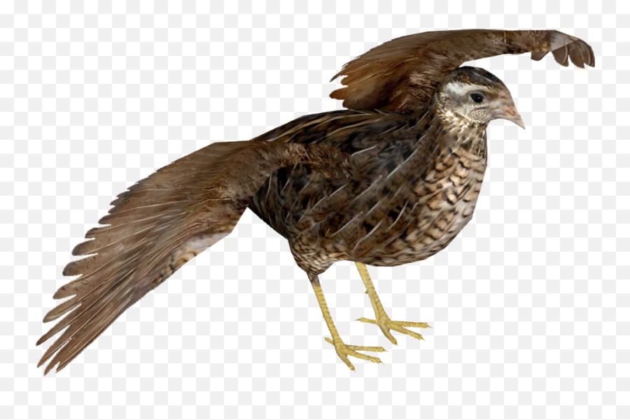 Common Quail Transparent Png - Burung Puyuh Png,Quail Png