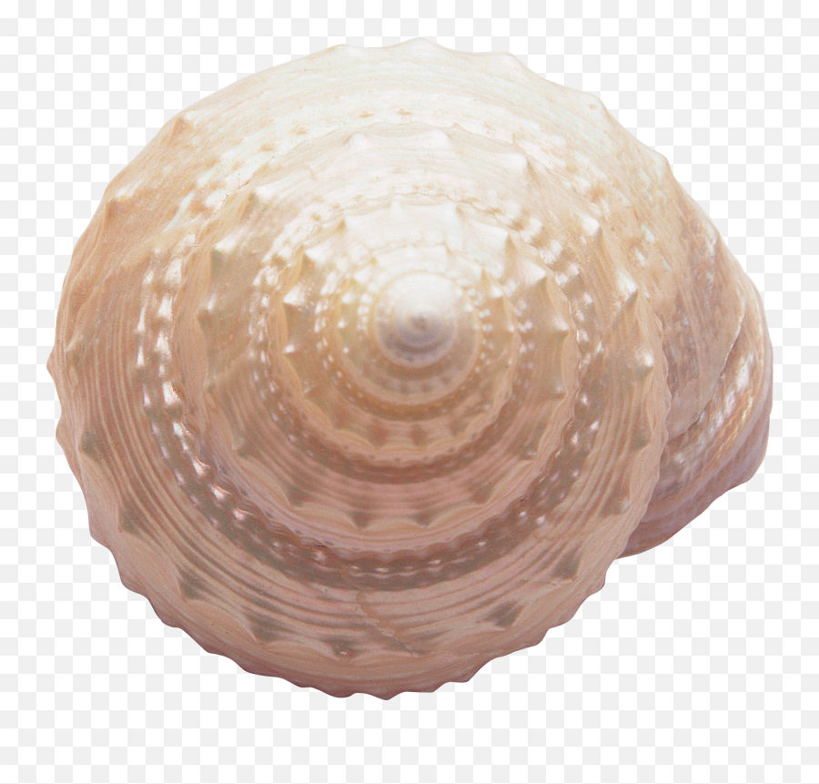 Seashell Png - Transparent Background Seashell Png,Seashell Transparent