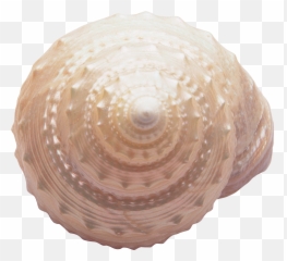 Seashell Png - Transparent Background Seashell Png,Seashell Transparent
