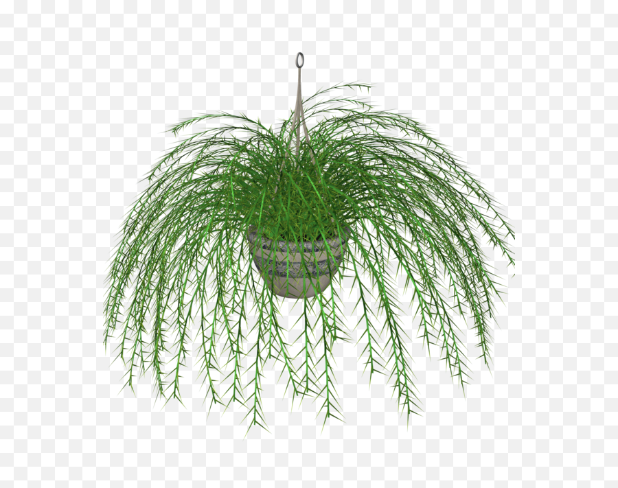 Index Of - Transparent Hanging Plants Png,Hanging Plants Png