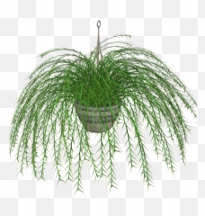 Index Of - Transparent Hanging Plants Png,Hanging Plants Png