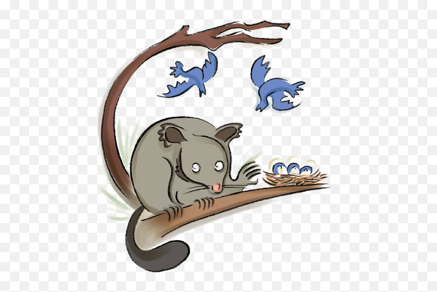 Brushtail Possum - Wombats Png,Possum Transparent