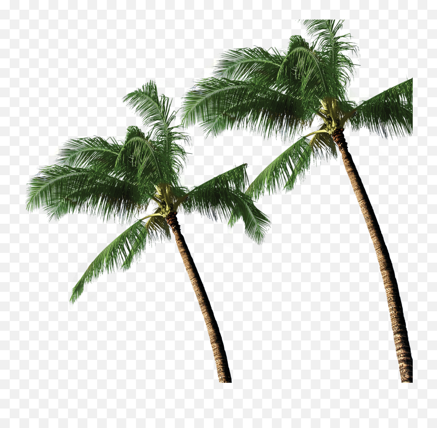 Download 3d Coconut Tree Png - Coconut Tree Png,Coconut Tree Png