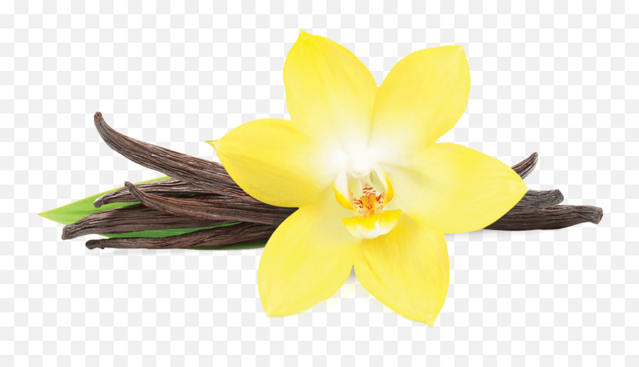 Vanilla Flower Png - Vanilla Flower Png,Vanilla Bean Png